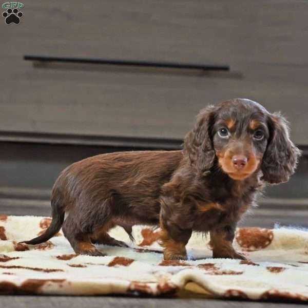 Harvey, Dachshund Puppy